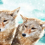 مدل های آماده معماری داخلی ساختمان به صورت سه بعدی