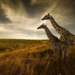 مدل های آماده معماری داخلی ساختمان به صورت سه بعدی